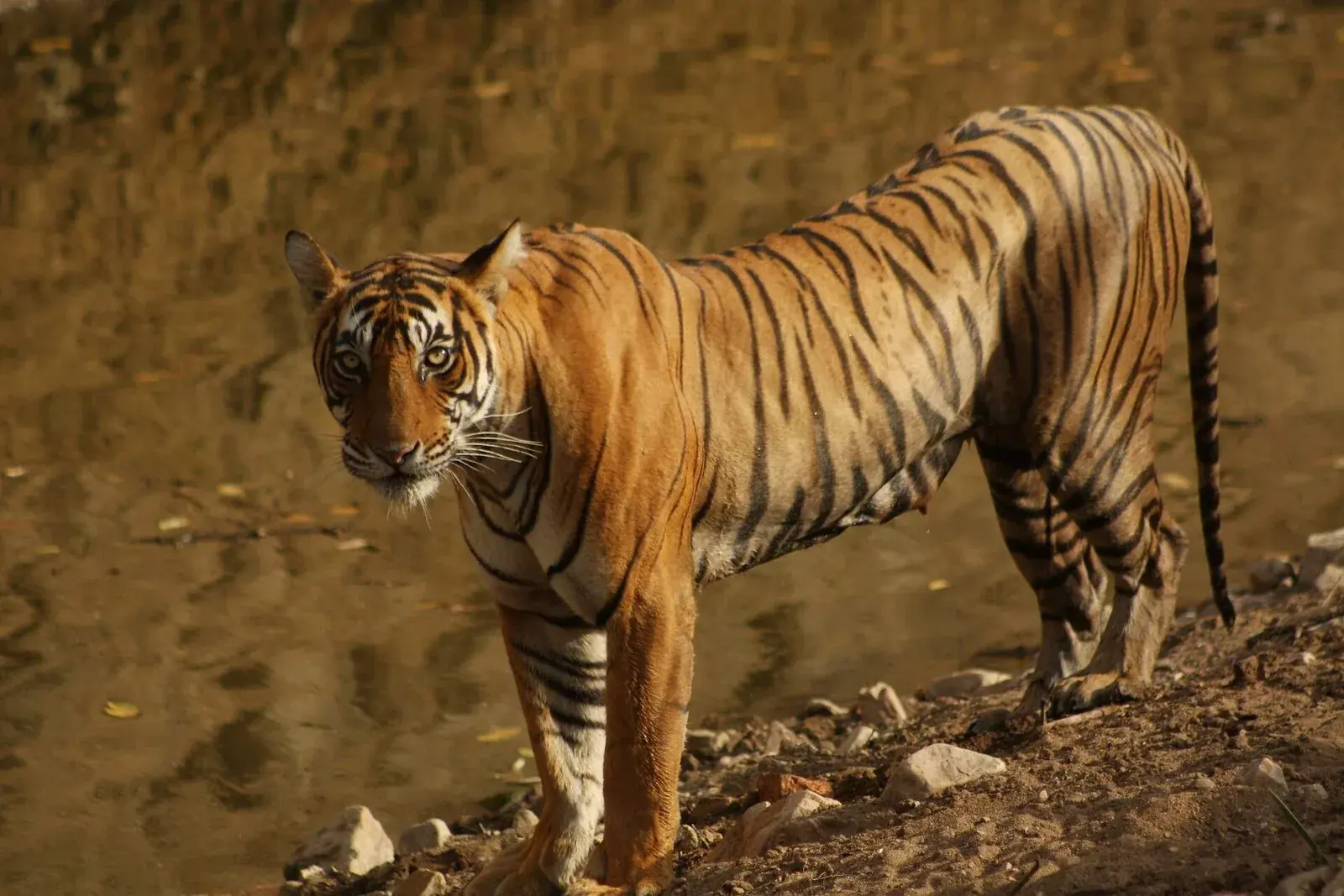 Bengal tiger at Ranthambore
